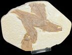 Bargain Knightia Fossil Fish Plate #10894-3